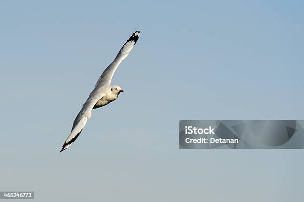 Photo libre de droit de Mouette Volant Et Chercher De La Nourriture Sur Ciel Bleu banque d'images et plus d'images libres de droit de Animaux à l'état sauvage