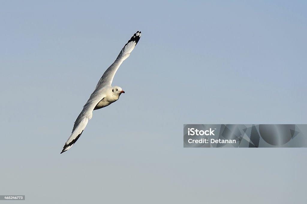 Gabbiano volare e cercare cibo su blue sky - Foto stock royalty-free di Ambientazione esterna