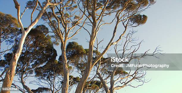 Foto de Eucaliptos Na Luz Da Tarde e mais fotos de stock de Austrália - Austrália, Cultura Australiana, Céu - Fenômeno natural