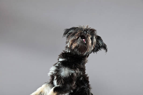istock Black boomer dog. Studio shot against grey. 465249679