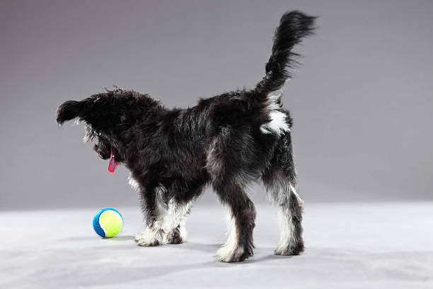 istock Black boomer dog. Studio shot against grey. 465249693
