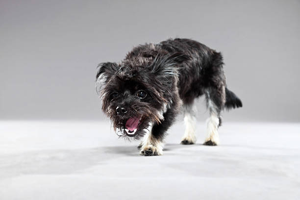 istock Black boomer dog. Studio shot against grey. 465249749