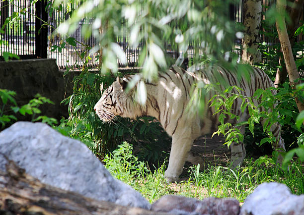 istock Beautiful white tiger in a cage. 465250273