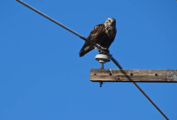 búteo-look - rough legged hawk bird of prey hawk animals in the wild imagens e fotografias de stock
