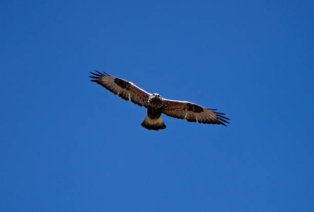 califórnia prado skyhawk - rough legged hawk bird of prey hawk animals in the wild imagens e fotografias de stock