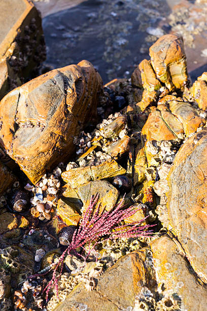 Red Articulated Coralline Algae Red articulated coralline algae on tide pool rocks at low tide. Pacific Ocean, southern California. coralline red algae photos stock pictures, royalty-free photos & images