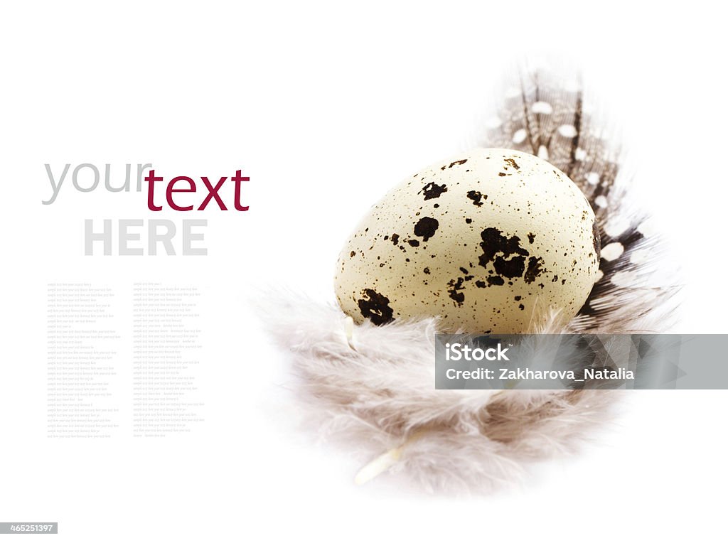 Один Перепелиное яйцо с пером изолированные белый - Стоковые фото Без людей роялти-фри