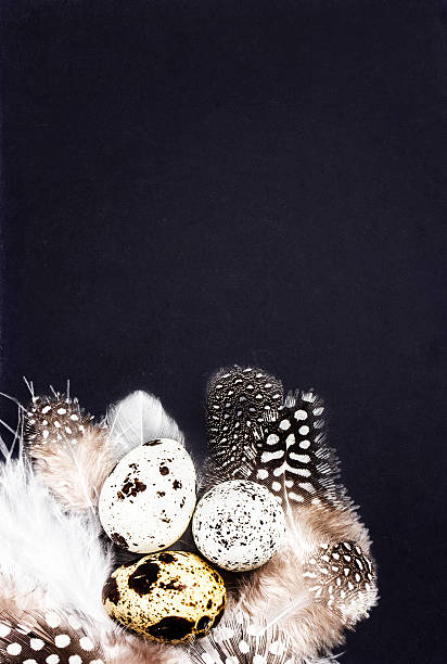 istock Quail eggs with white feathers on vintage black scratched 465251765
