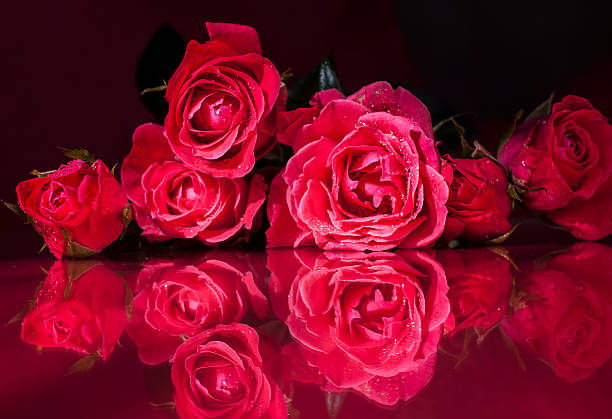 miłość wisi w powietrzu!! - rose bouquet flower single flower zdjęcia i obrazy z banku zdjęć