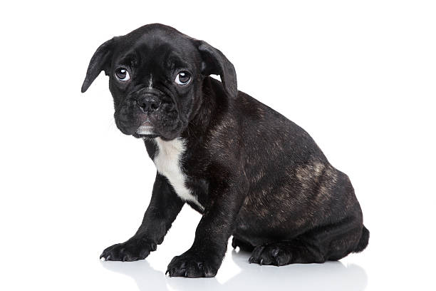 istock French bulldog puppy 465252287