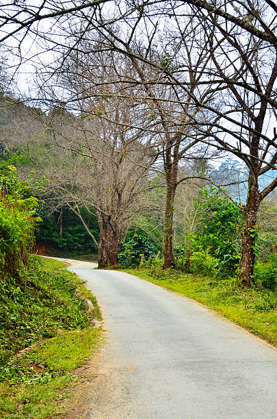 istock Countryside road with trees on both sides. 465252361