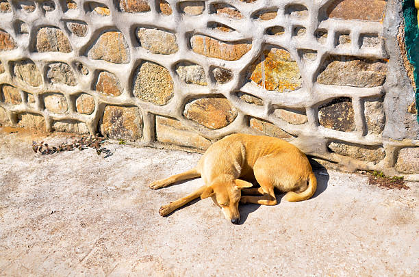 istock lonely roadside dog in thailand 465252405