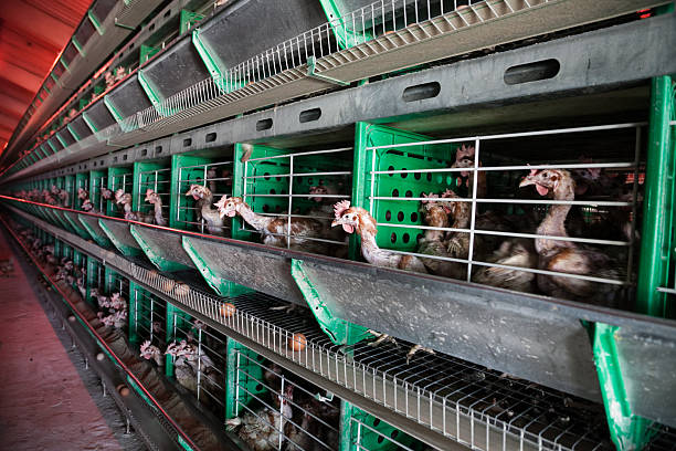 chicken incubator stock photo