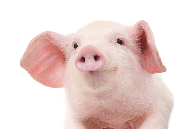 istock Portrait of a pig 465253549