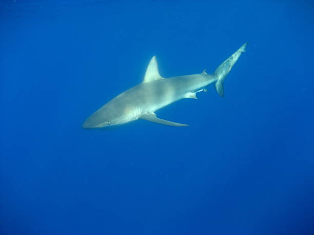 istock Shark lurking in the blue. 465256161