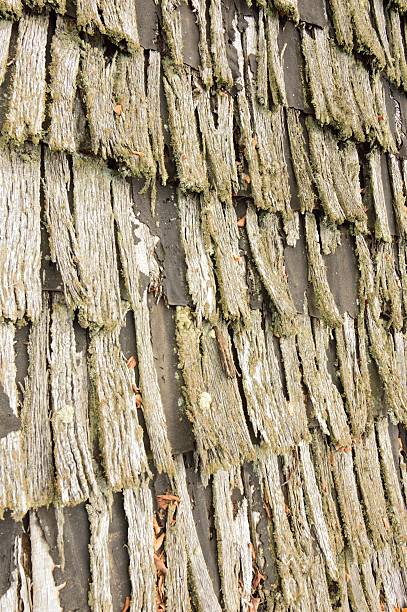 Cedar de batidos - fotografia de stock