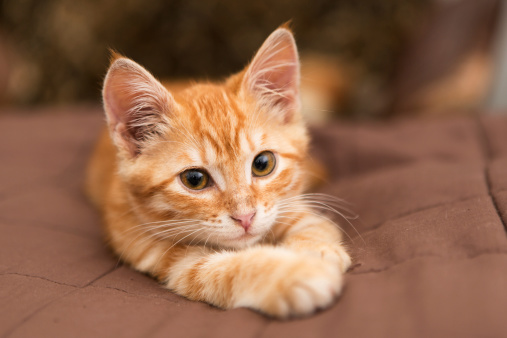 Little orange kitten lie on the bed with brown blanket and looking at the camera.