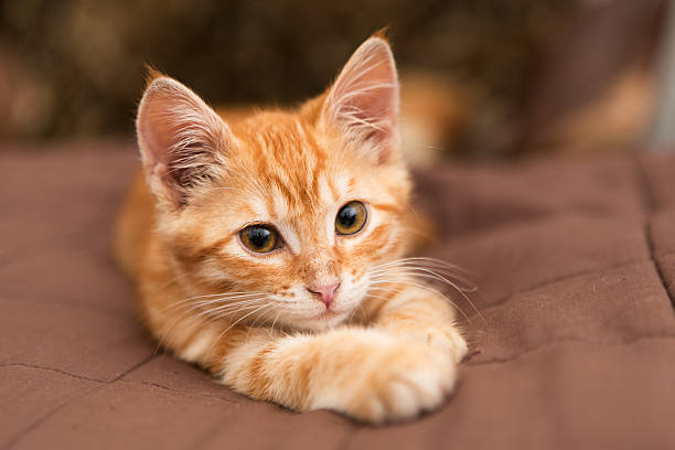 Small orange kitten lie on the bed Little orange kitten lie on the bed with brown blanket and looking at the camera. tabby cat stock pictures, royalty-free photos & images