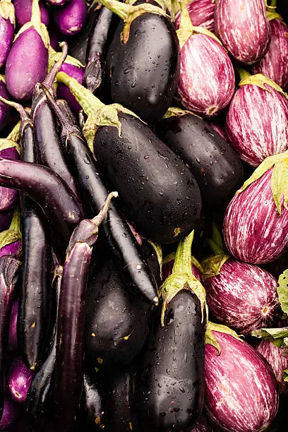 Variety of purple eggplant, all shapes and sizes
