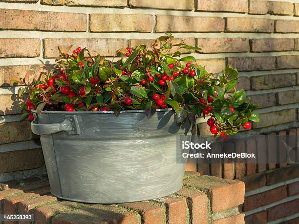 Gaultheria Procumbens Stock Photo - Download Image Now - Gaultheria Procumbens, Flower Pot, Outdoors