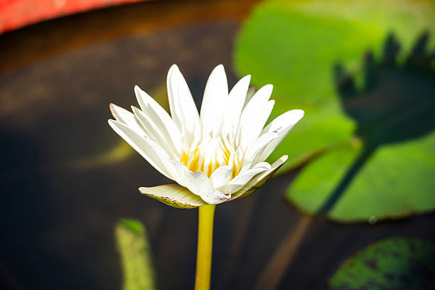 istock Beautiful lotus in the pond 465259805