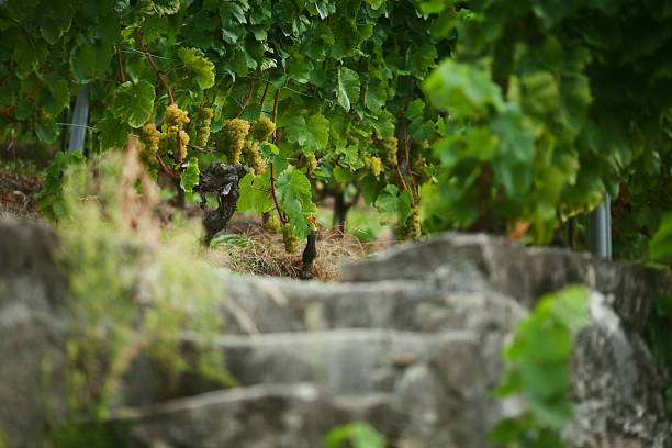 White Grapes with steps at the Lavaux Vineyards, Switzerland