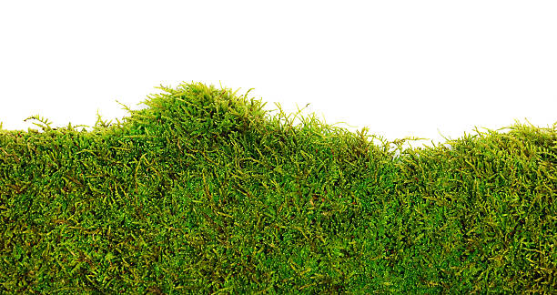 moss - sphagnum fotografías e imágenes de stock