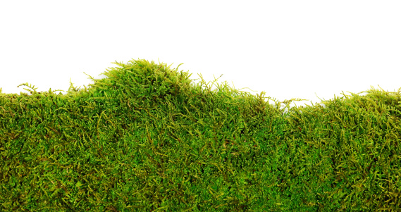 background of moss on white background