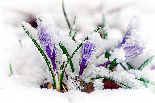 crocuses na neve - single flower flower crocus bud imagens e fotografias de stock