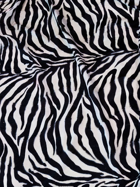 istock real white bengal tiger skin 465261283