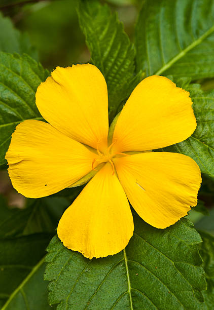 flower color is very beautiful