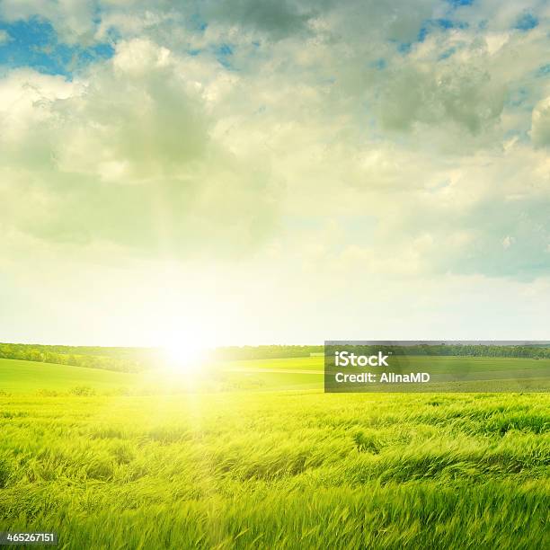 Sunset On Green Field Stock Photo - Download Image Now - Agricultural Field, Agriculture, Beauty In Nature