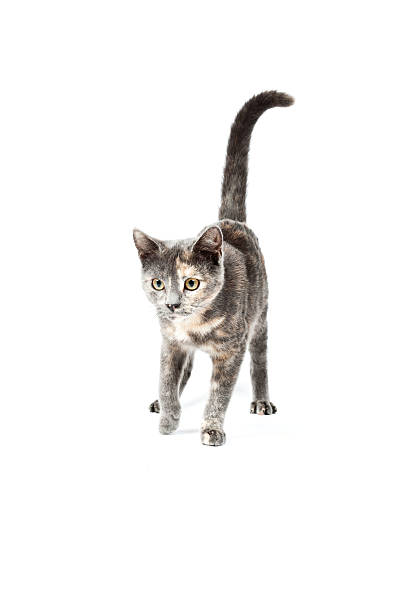istock Grey kitten isolated on white background. European short hair. 465267417