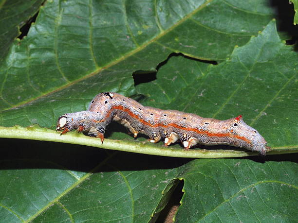 istock Caterpillar of the tropical butterfly 465268043