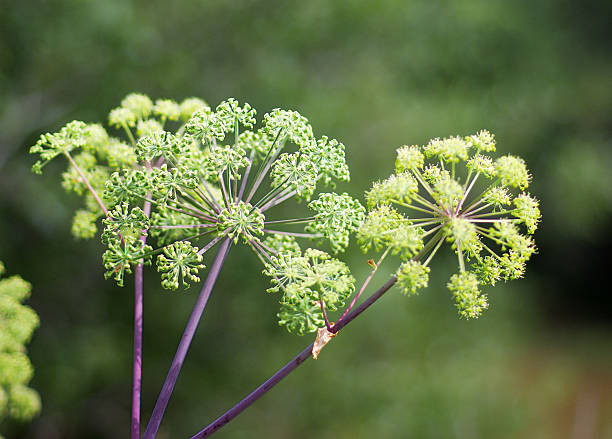 신선초 요금재 - angelica astrantia nature season 뉴스 사진 이미지