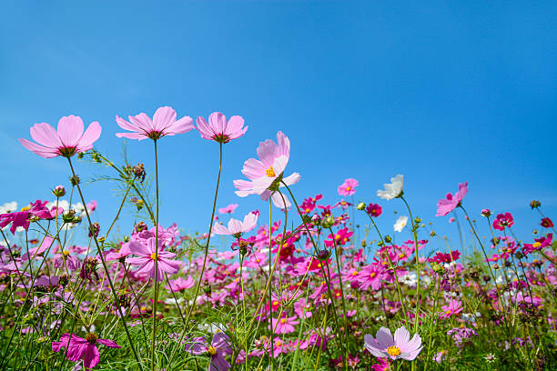 istock Cosmos flowers with the blue sky 465268707