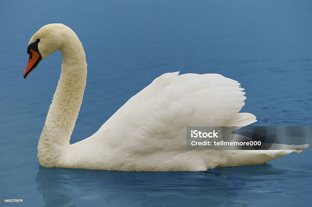 cigno - Foto stock royalty-free di Acqua