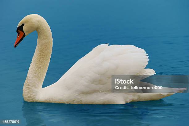 Swan - Fotografias de stock e mais imagens de Ao Ar Livre - Ao Ar Livre, Azul, Bebida Fresca