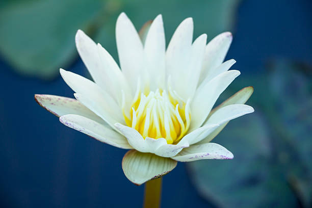istock Beautiful lotus in the pond 465273089