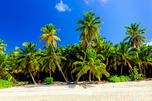 istock Caribbean wild beach, Punta Cana 465273153