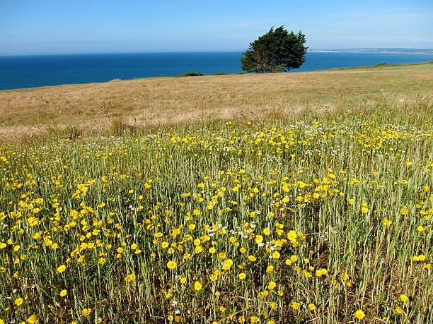 istock Golden daisy in a field 465273433