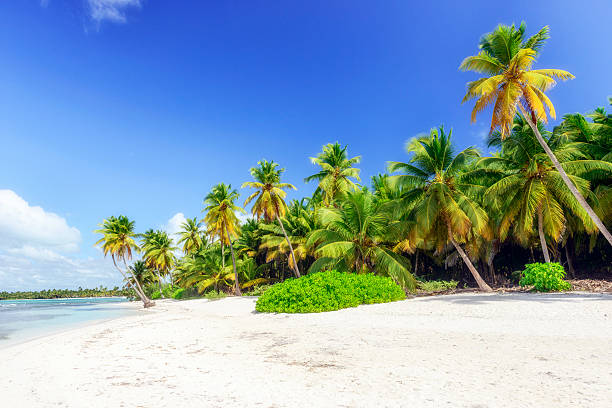 istock Caribbean wild beach, Punta Cana 465273531