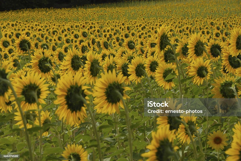 Sonnenblume - Foto stock royalty-free di Capolino