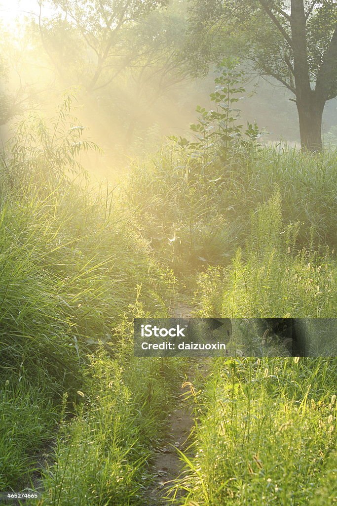 Morgen Sonnenschein - Lizenzfrei Ahorn Stock-Foto