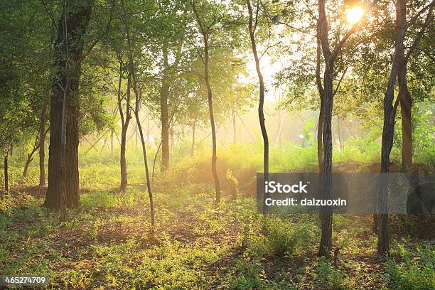 Mattina Del Sole - Fotografie stock e altre immagini di Acero - Acero, Alba - Crepuscolo, Albero