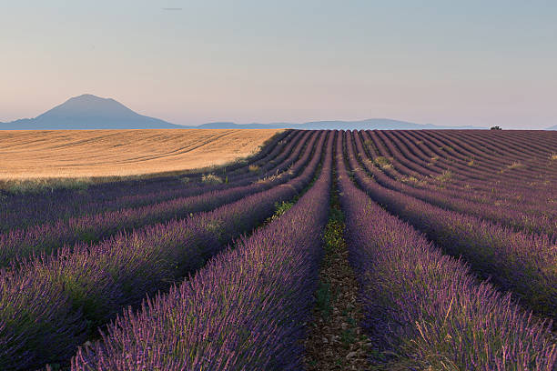 istock Lavender and wheat field in Provence 465275427
