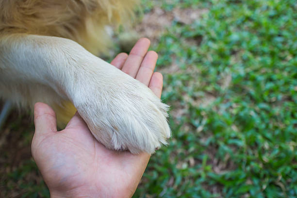 istock Friendship human and dog 465278925