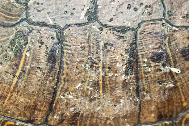 istock close-up of  Tortoise shell 465280207