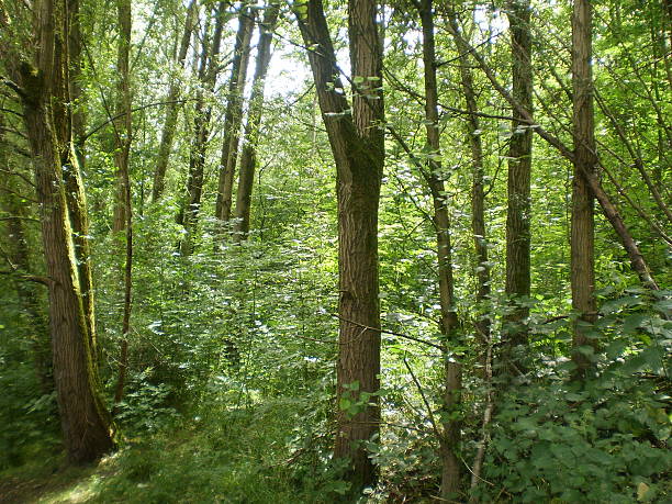 istock Sunsoaked Woodland 465280255