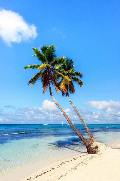 istock Caribbean wild beach, Punta Cana 465280319